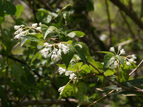 Staphylea bumalda