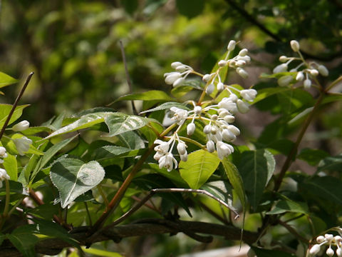 Staphylea bumalda