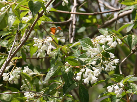 Staphylea bumalda