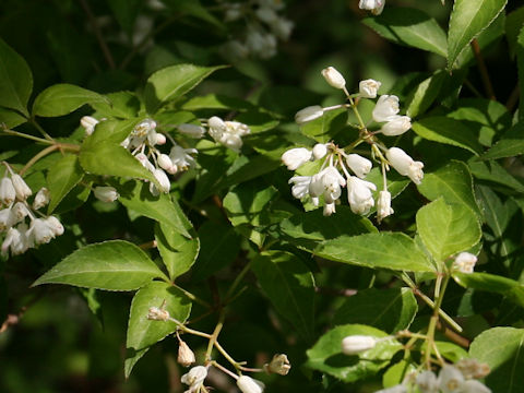 Staphylea bumalda