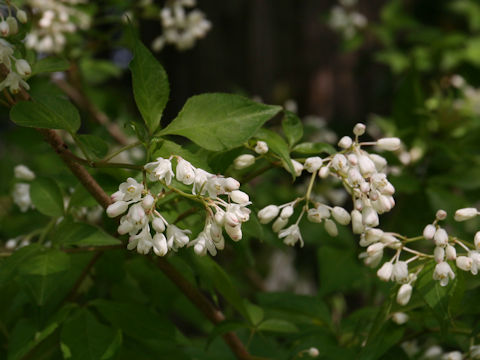 Staphylea bumalda