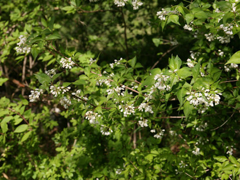 Staphylea bumalda