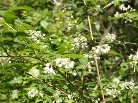 Staphylea bumalda