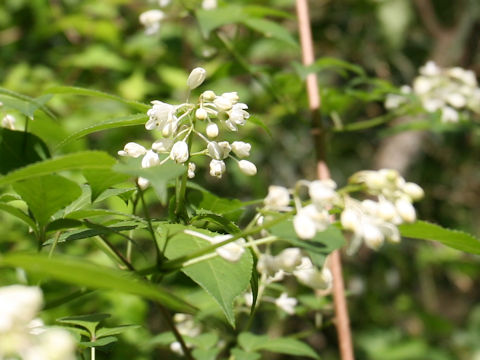 Staphylea bumalda