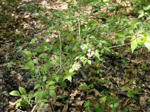 Staphylea bumalda