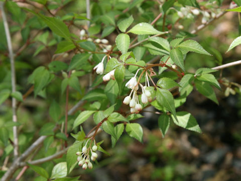 Staphylea bumalda