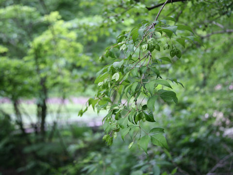 Staphylea bumalda