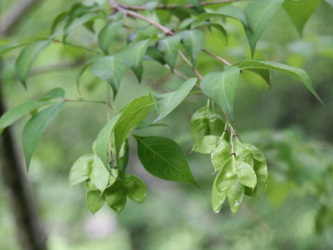 Staphylea bumalda