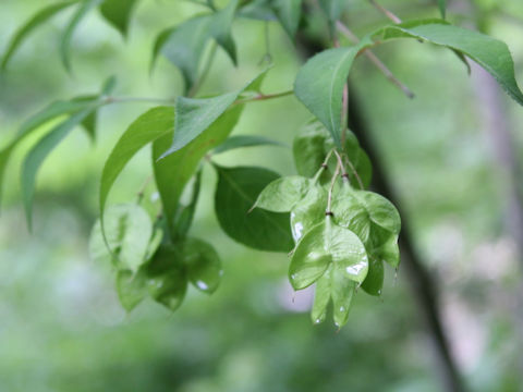 Staphylea bumalda