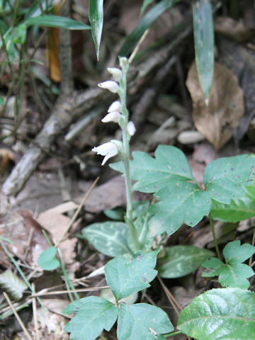 Goodyera schlechtedaliana