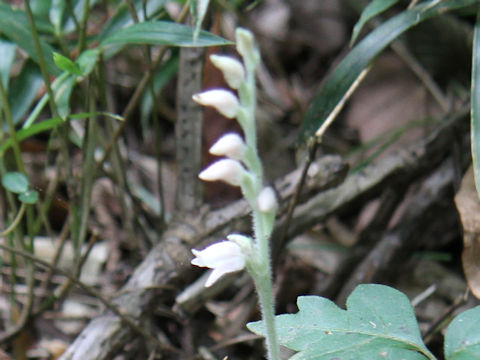 Goodyera schlechtedaliana