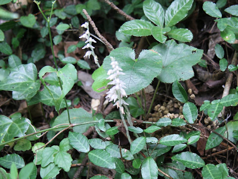 Goodyera schlechtedaliana