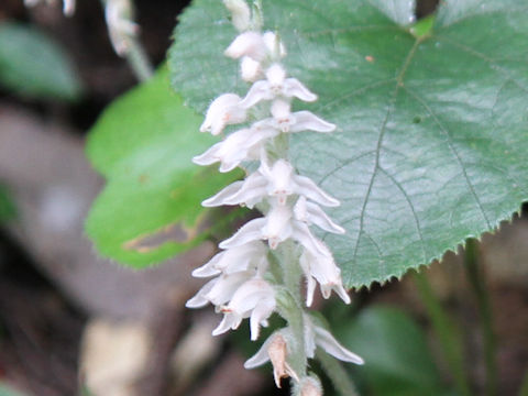 Goodyera schlechtedaliana