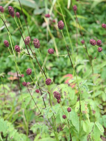 Sanguisorba longifolia