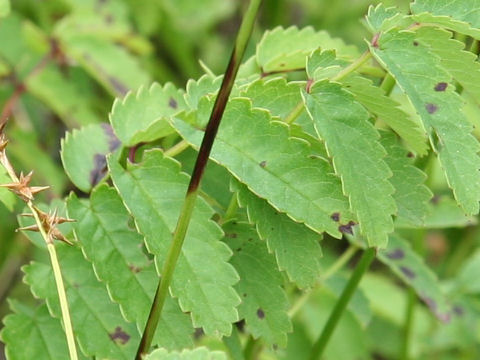 Sanguisorba longifolia