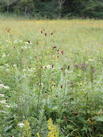 Sanguisorba longifolia