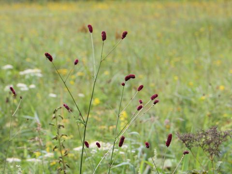 Sanguisorba longifolia
