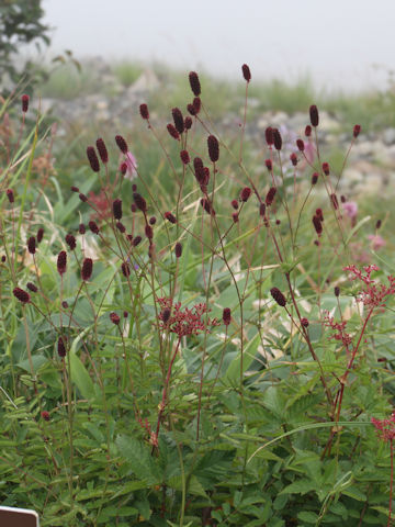 Sanguisorba longifolia