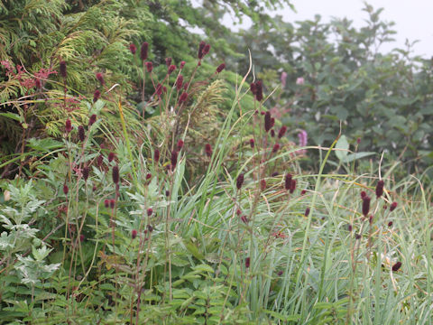Sanguisorba longifolia