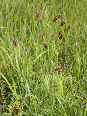 Sanguisorba longifolia