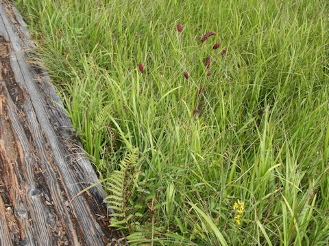 Sanguisorba longifolia