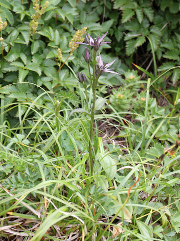 Swertia perennis ssp. cuspidata