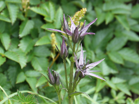 Swertia perennis ssp. cuspidata