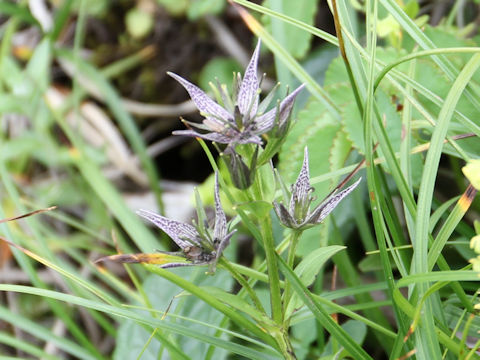 Swertia perennis ssp. cuspidata