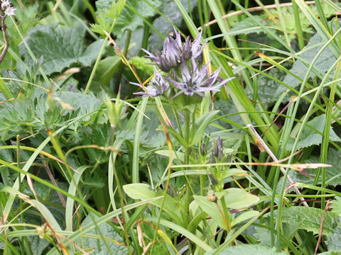 Swertia perennis ssp. cuspidata