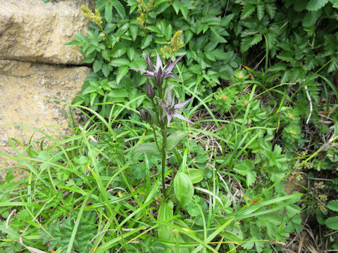 Swertia perennis ssp. cuspidata