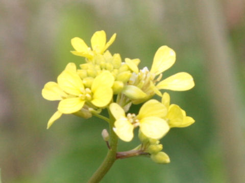 Rapistrum rugosum