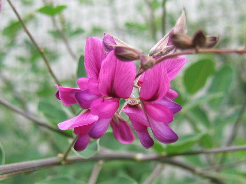 Lespedeza thunbergii