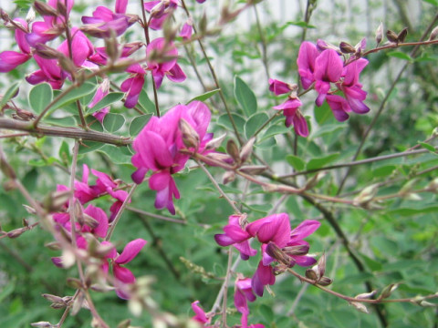 Lespedeza thunbergii