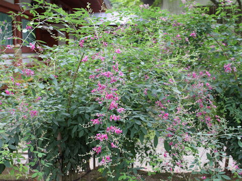 Lespedeza thunbergii