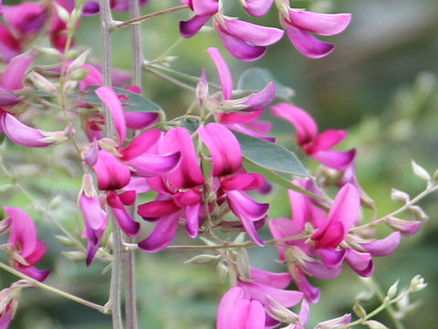 Lespedeza thunbergii