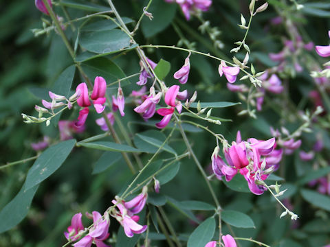 Lespedeza thunbergii