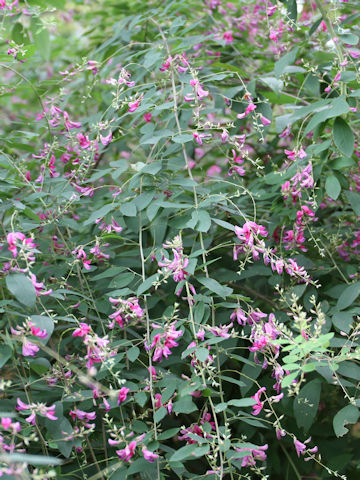 Lespedeza thunbergii