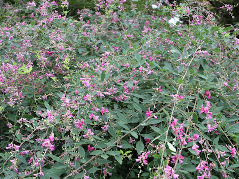 Lespedeza thunbergii