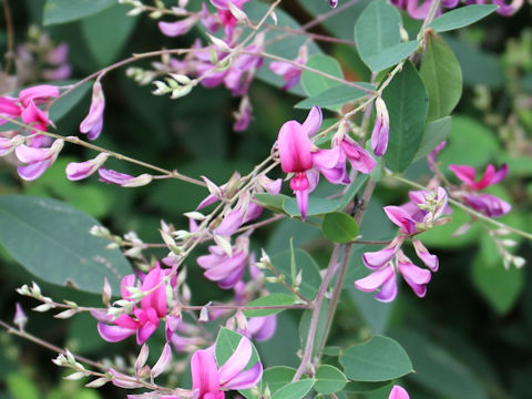 Lespedeza thunbergii