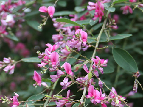 Lespedeza thunbergii