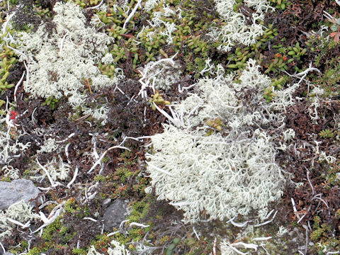 Cladonia stellaris