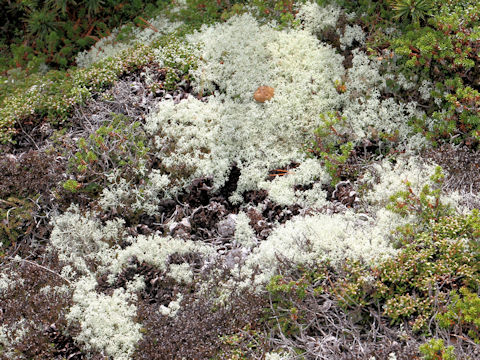 Cladonia stellaris