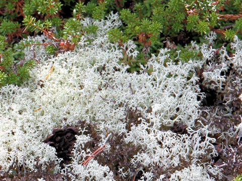 Cladonia stellaris