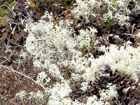 Cladonia stellaris