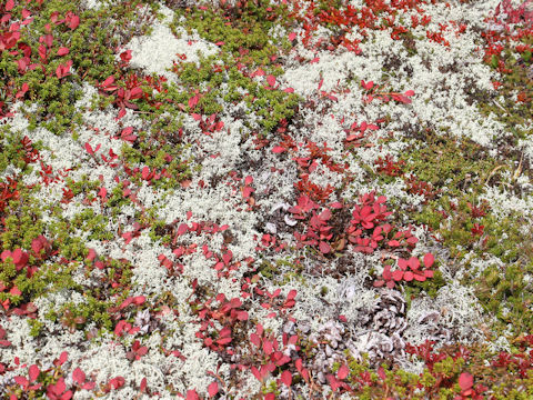 Cladonia stellaris