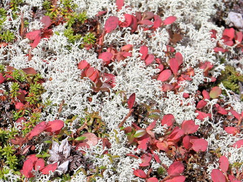 Cladonia stellaris