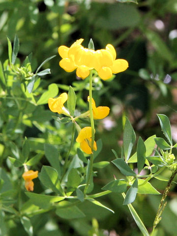 Lotus corniculatus var. japonicus