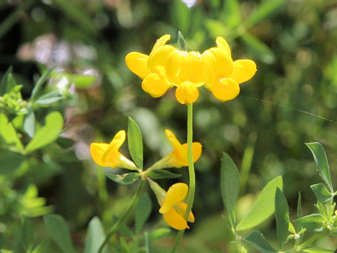 Lotus corniculatus var. japonicus