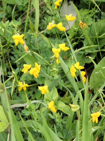 Lotus corniculatus var. japonicus