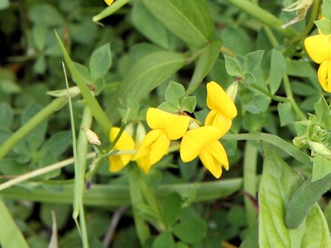 Lotus corniculatus var. japonicus